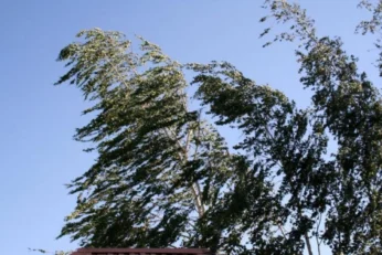 Kulek