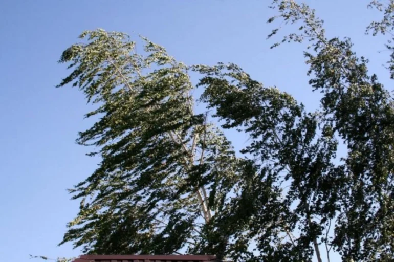 Kulek