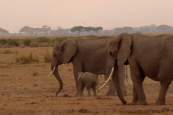 Kenya fil aa 1670589 scaled
