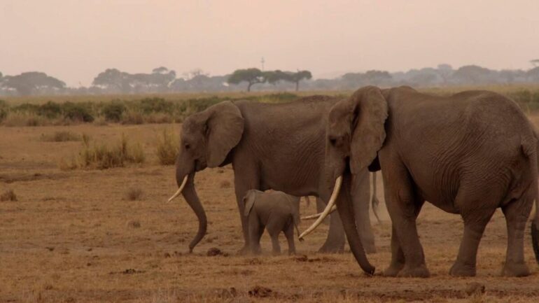 Kenya fil aa 1670589 scaled